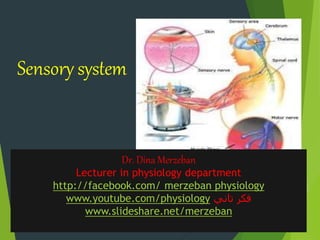 Sensory system
Dr. Dina Merzeban
Lecturer in physiology department
http://facebook.com/ merzeban physiology
www.youtube.com/physiology ‫تاني‬ ‫فكر‬
www.slideshare.net/merzeban
 