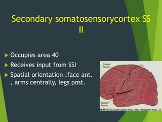 physiology of Sensory nervous system, updated 2021 | PPTX