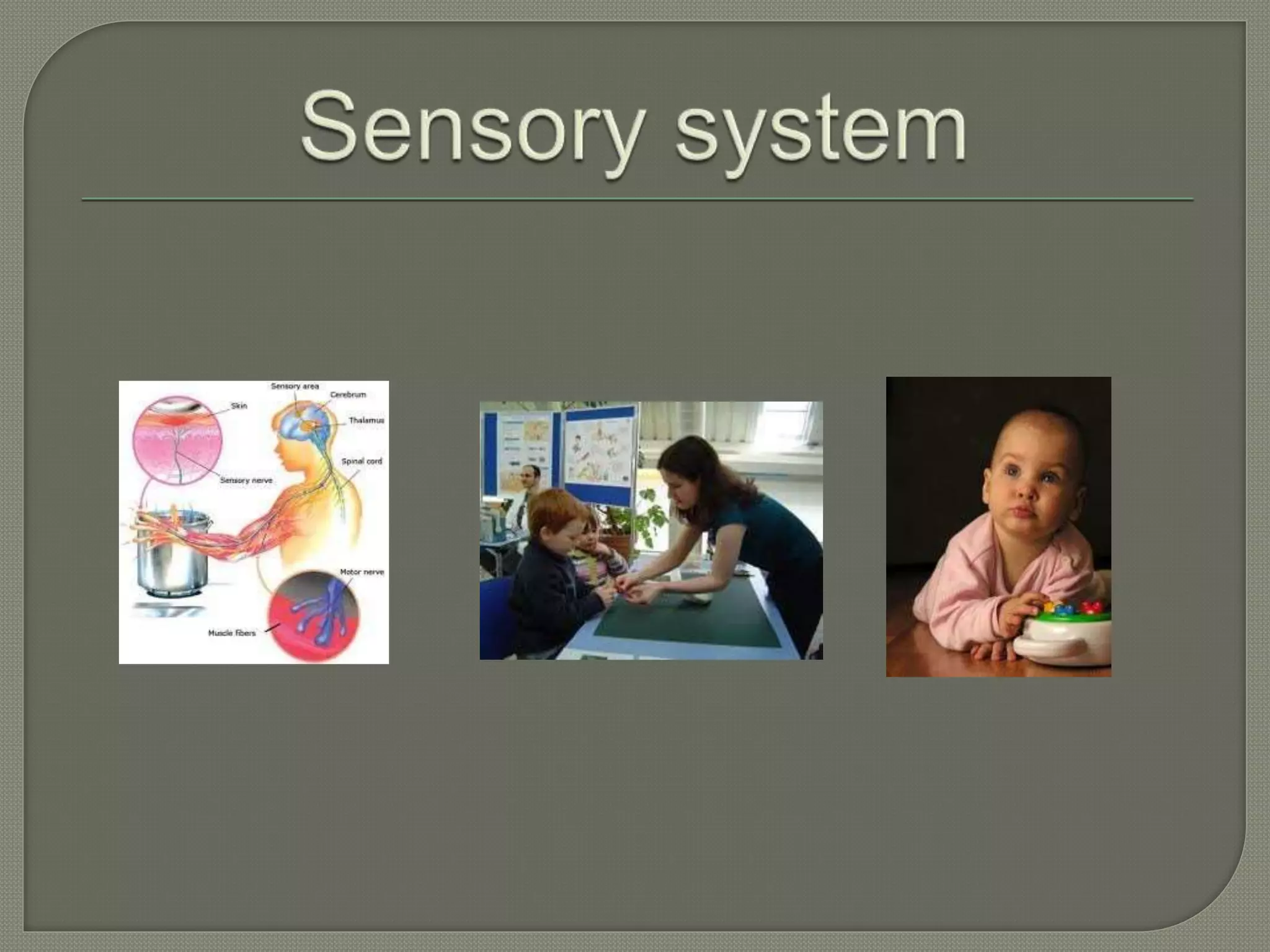 Sensory system review | PPTX