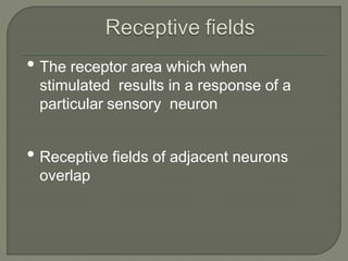 Sensory system review | PPTX