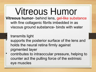 Viterous Humor Function Sensory systems.pptxinjijihujijkhouhohou hi j | PPTX