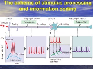 Sensory systems 1 | PPT
