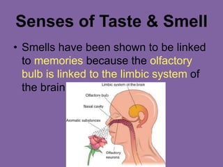 Senses of Taste & Smell
• Smells have been shown to be linked
to memories because the olfactory
bulb is linked to the limbic system of
the brain.
 
