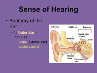 Sense of Hearing
• Anatomy of the
Ear
– 1. Outer Ear –
includes:
• pinna (external ear)
• auditory canal
 