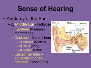 Sense of Hearing
• Anatomy of the Ear
–2. Middle Ear- includes:
• Eardrum (tympanic
membrane)
• Ossicles – 3 small bones
– 1) Malleus (hammer)
– 2) Incus (anvil)
– 3) Stapes (stirrup)
• Eustachian tube –
equalization of air
pressure (“pops” ear)
 