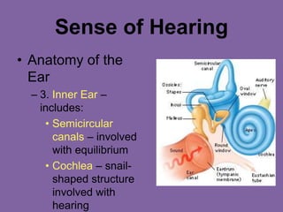 Sense of Hearing
• Anatomy of the
Ear
– 3. Inner Ear –
includes:
• Semicircular
canals – involved
with equilibrium
• Cochlea – snail-
shaped structure
involved with
hearing
 