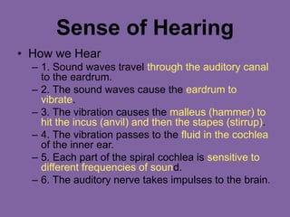 Sense of Hearing
• How we Hear
– 1. Sound waves travel through the auditory canal
to the eardrum.
– 2. The sound waves cause the eardrum to
vibrate.
– 3. The vibration causes the malleus (hammer) to
hit the incus (anvil) and then the stapes (stirrup).
– 4. The vibration passes to the fluid in the cochlea
of the inner ear.
– 5. Each part of the spiral cochlea is sensitive to
different frequencies of sound.
– 6. The auditory nerve takes impulses to the brain.
 