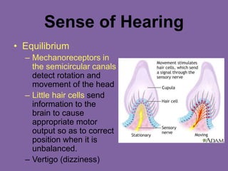 Sense of Hearing
• Equilibrium
– Mechanoreceptors in
the semicircular canals
detect rotation and
movement of the head
– Little hair cells send
information to the
brain to cause
appropriate motor
output so as to correct
position when it is
unbalanced.
– Vertigo (dizziness)
 