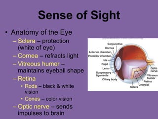 Sense of Sight
• Anatomy of the Eye
– Sclera – protection
(white of eye)
– Cornea – refracts light
– Vitreous humor –
maintains eyeball shape
– Retina
• Rods – black & white
vision
• Cones – color vision
– Optic nerve – sends
impulses to brain
 