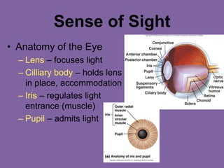 Sense of Sight
• Anatomy of the Eye
– Lens – focuses light
– Cilliary body – holds lens
in place, accommodation
– Iris – regulates light
entrance (muscle)
– Pupil – admits light
 