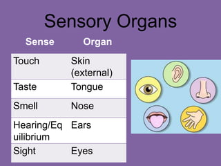 Sensory Organs
Sense Organ
Touch Skin
(external)
Taste Tongue
Smell Nose
Hearing/Eq
uilibrium
Ears
Sight Eyes
 