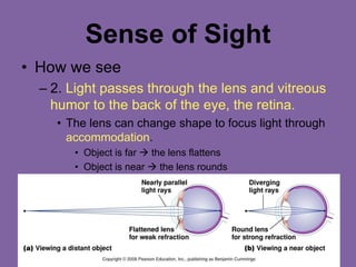 Sense of Sight
• How we see
– 2. Light passes through the lens and vitreous
humor to the back of the eye, the retina.
• The lens can change shape to focus light through
accommodation.
• Object is far  the lens flattens
• Object is near  the lens rounds
 
