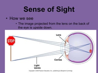 Sense of Sight
• How we see
• The image projected from the lens on the back of
the eye is upside down.
 