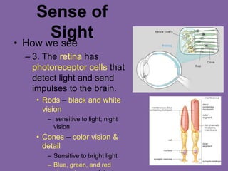 Sense of
Sight
• How we see
– 3. The retina has
photoreceptor cells that
detect light and send
impulses to the brain.
• Rods – black and white
vision
– sensitive to light; night
vision
• Cones – color vision &
detail
– Sensitive to bright light
– Blue, green, and red
 