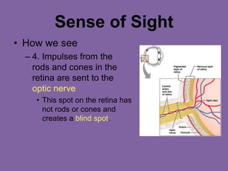 Sense of Sight
• How we see
– 4. Impulses from the
rods and cones in the
retina are sent to the
optic nerve
• This spot on the retina has
not rods or cones and
creates a blind spot.
 