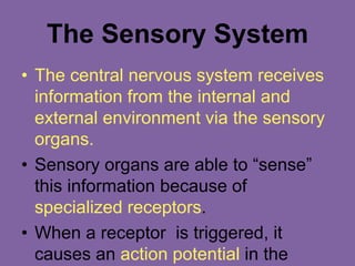 The Sensory System
• The central nervous system receives
information from the internal and
external environment via the sensory
organs.
• Sensory organs are able to “sense”
this information because of
specialized receptors.
• When a receptor is triggered, it
causes an action potential in the
 