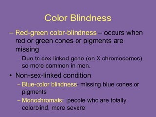 Color Blindness
– Red-green color-blindness – occurs when
red or green cones or pigments are
missing
– Due to sex-linked gene (on X chromosomes)
so more common in men.
• Non-sex-linked condition
– Blue-color blindness- missing blue cones or
pigments
– Monochromats: people who are totally
colorblind, more severe
 