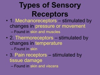 Types of Sensory
Receptors
• 1. Mechanoreceptors – stimulated by
changes in pressure or movement
– Found in skin and muscles
• 2. Thermoreceptors – stimulated by
changes in temperature
– Found in skin
• 3. Pain receptors – stimulated by
tissue damage
– Found in skin and viscera
 