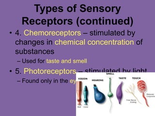 Types of Sensory
Receptors (continued)
• 4. Chemoreceptors – stimulated by
changes in chemical concentration of
substances
– Used for taste and smell
• 5. Photoreceptors – stimulated by light
– Found only in the eye
 