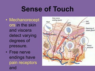 Sense of Touch
• Mechanorecept
ors in the skin
and viscera
detect varying
degrees of
pressure.
• Free nerve
endings have
pain receptors
and
 
