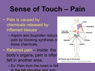 Sense of Touch – Pain
• Pain is caused by
chemicals released by
inflamed tissues.
– Aspirin and ibuprofen reduce
pain by blocking synthesis of
these chemicals
• Referred pain – inside the
body’s organs, pain is often
felt in another area.
– Ex: Pain from the heart is felt
 