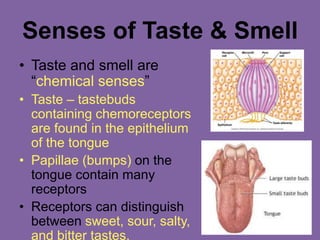 Senses of Taste & Smell
• Taste and smell are
“chemical senses”
• Taste – tastebuds
containing chemoreceptors
are found in the epithelium
of the tongue
• Papillae (bumps) on the
tongue contain many
receptors
• Receptors can distinguish
between sweet, sour, salty,
and bitter tastes.
 