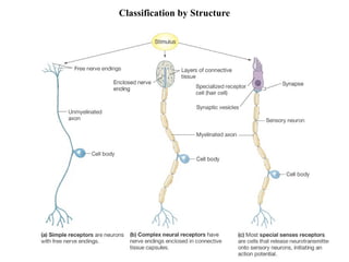 Simple Receptor SIMPLIFIED VERSION OF THE SENSORY SYSTEMS | PPTX
