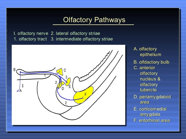 Special Sensory System