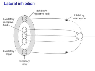 Lateral Inbition SENSORY SYSTEM AND DISORDERS | PPT