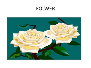 FOLWER
 