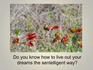 Do you know how to live out your dreams the sentelligent way? 