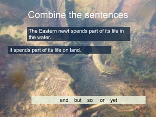 Combine the sentences
The Eastern newt spends part of its life in
the water.
It spends part of its life on land.

and

but

so

or

yet

 