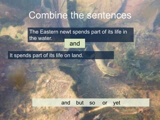 Combine the sentences
The Eastern newt spends part of its life in
the water.

and
It spends part of its life on land.

and

but

so

or

yet

 