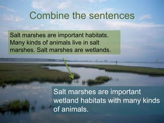 Combine the sentences
Salt marshes are important habitats.
Many kinds of animals live in salt
marshes. Salt marshes are wetlands.

Salt marshes are important
wetland habitats with many kinds
of animals.

 