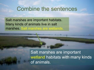 Combine the sentences
Salt marshes are important habitats.
Many kinds of animals live in salt
marshes. Salt marshes are wetlands.

Salt marshes are important
wetland habitats with many kinds
of animals.

 