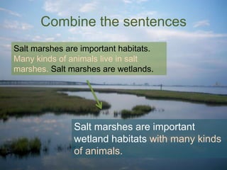 Combine the sentences
Salt marshes are important habitats.
Many kinds of animals live in salt
marshes. Salt marshes are wetlands.

Salt marshes are important
wetland habitats with many kinds
of animals.

 