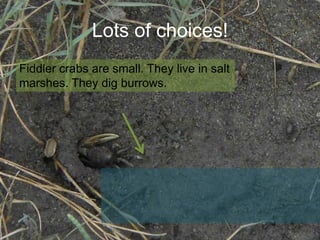 Lots of choices!
Fiddler crabs are small. They live in salt
marshes. They dig burrows.

 