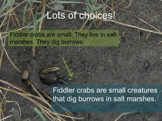 Lots of choices!
Fiddler crabs are small. They live in salt
marshes. They dig burrows.

Fiddler crabs are small creatures
that dig burrows in salt marshes.

 