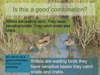 Is this a good combination?
Willets are wading birds. They have
sensitive beaks. They catch snails and
crabs.

No, this is not a
good combination.
It is a run-on
sentence.

Willets are wading birds they
have sensitive beaks they catch
snails and crabs.

 