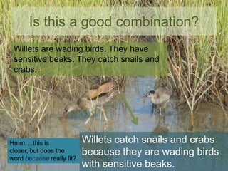 Is this a good combination?
Willets are wading birds. They have
sensitive beaks. They catch snails and
crabs.

Hmm….this is
closer, but does the
word because really fit?

Willets catch snails and crabs
because they are wading birds
with sensitive beaks.

 