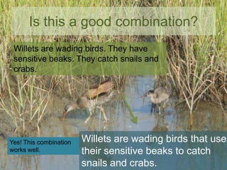 Is this a good combination?
Willets are wading birds. They have
sensitive beaks. They catch snails and
crabs.

Yes! This combination
works well.

Willets are wading birds that use
their sensitive beaks to catch
snails and crabs.

 