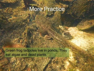 More Practice

Green frog tadpoles live in ponds. They
eat algae and dead plants.

 
