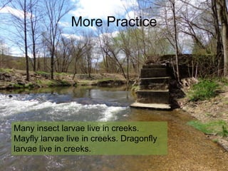 More Practice

Many insect larvae live in creeks.
Mayfly larvae live in creeks. Dragonfly
larvae live in creeks.

 