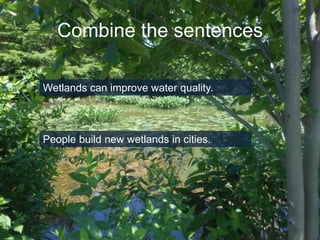 Combine the sentences
Wetlands can improve water quality.

People build new wetlands in cities.

 