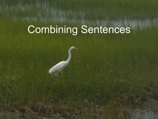 Combining Sentences

 