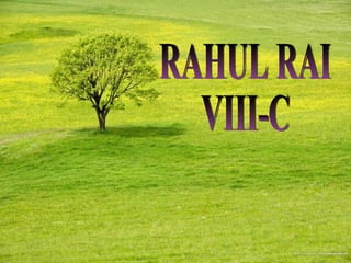 RAHUL RAI VIII-C 