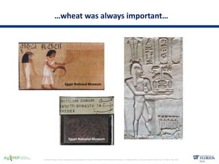 Senthold Asseng, Climate change impact and adaptation in wheat, Workshop on Novel Research Dimensions in Modeling Climate ...