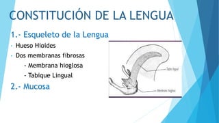 CONSTITUCIÓN DE LA LENGUA
1.- Esqueleto de la Lengua
• Hueso Hioides
• Dos membranas fibrosas
- Membrana hioglosa
- Tabique Lingual
2.- Mucosa
 