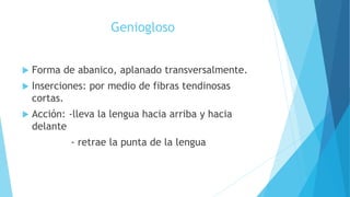 Geniogloso
 Forma de abanico, aplanado transversalmente.
 Inserciones: por medio de fibras tendinosas
cortas.
 Acción: -lleva la lengua hacia arriba y hacia
delante
- retrae la punta de la lengua
 