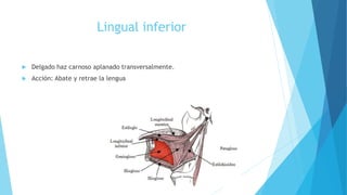 Lingual inferior
 Delgado haz carnoso aplanado transversalmente.
 Acción: Abate y retrae la lengua
 